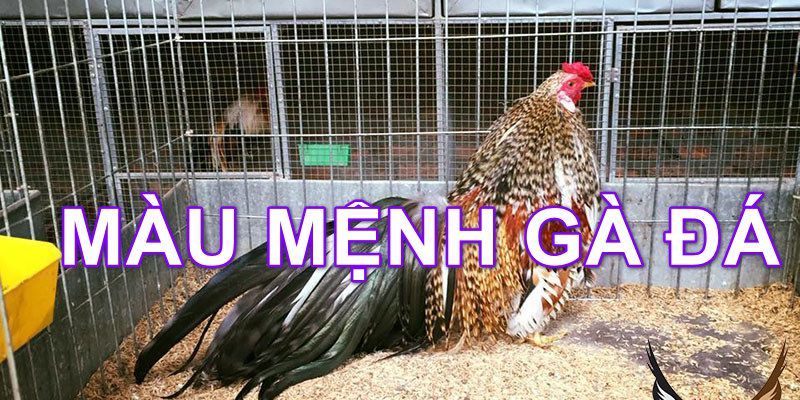 Xem màu mạng gà đá hôm nay trước khi chơi