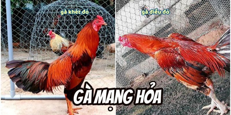 Gà chọi mệnh Hỏa