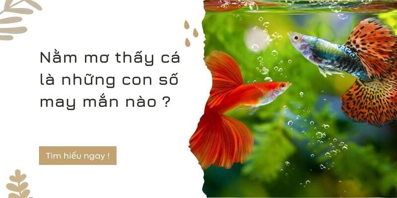 Con số liên quan khi mơ thấy cá bạn cần biết