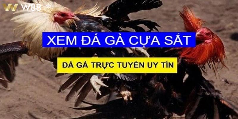 Tìm hiểu về đá gà cựa sắt